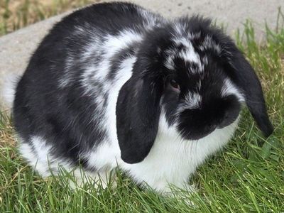Junior Show Mini Lop Bunny Rabbits