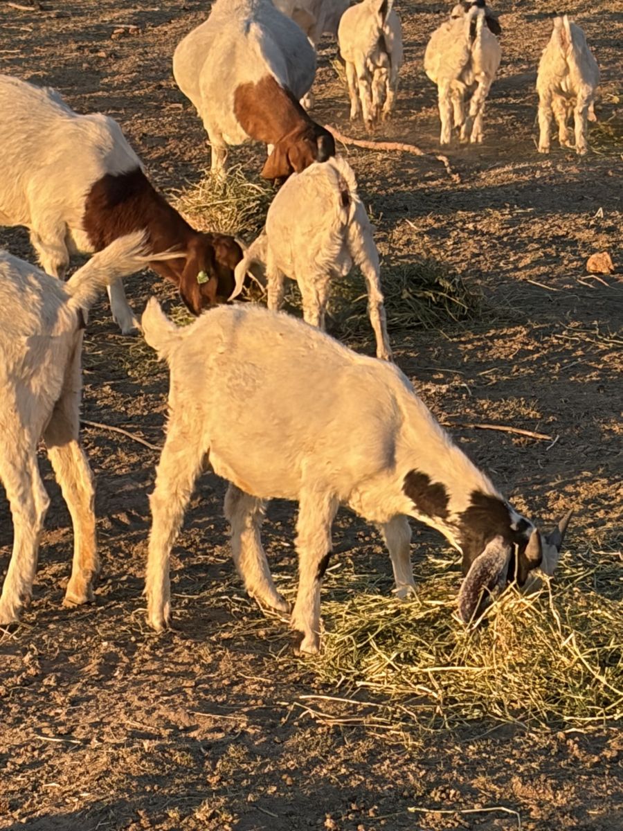 Buck Kids: Savanna, Boer, Boer/Nubian, Boer/Savanna - 4-6 Months Old, 40-60+ lbs
