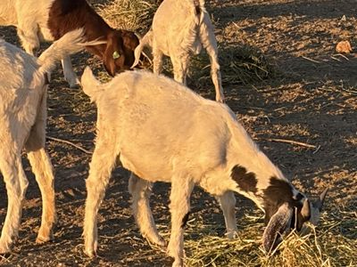 Buck Kids: Savanna, Boer, Boer/Nubian, Boer/Savanna - 4-6 Months Old, 40-60+ lbs