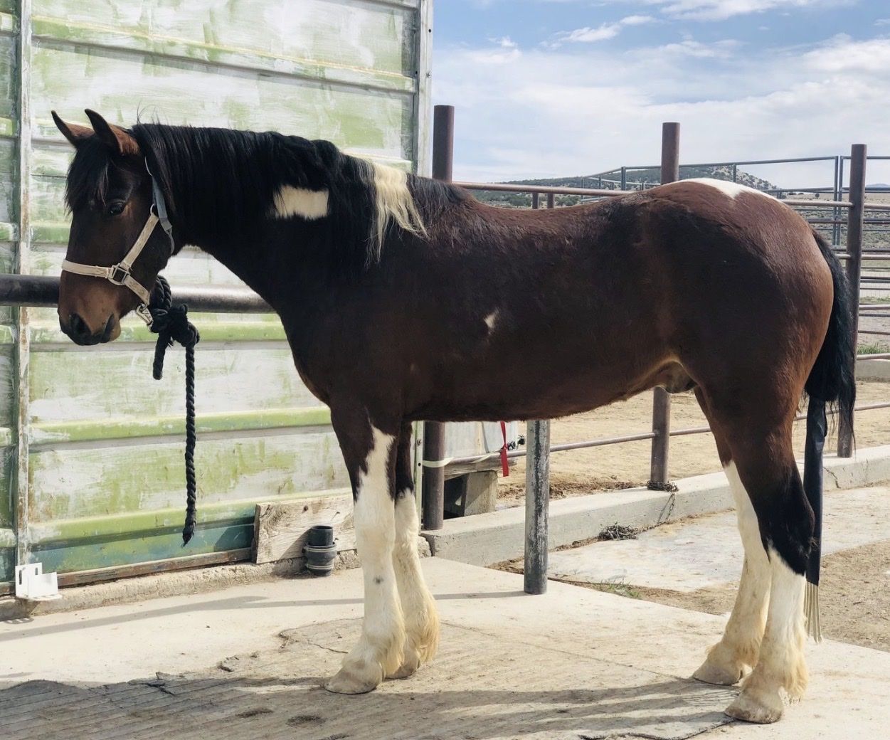 3-4 Year Old Pinto Gelding from Cedar Mountain HMA