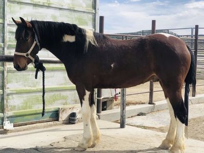 3-4 Year Old Pinto Gelding from Cedar Mountain HMA