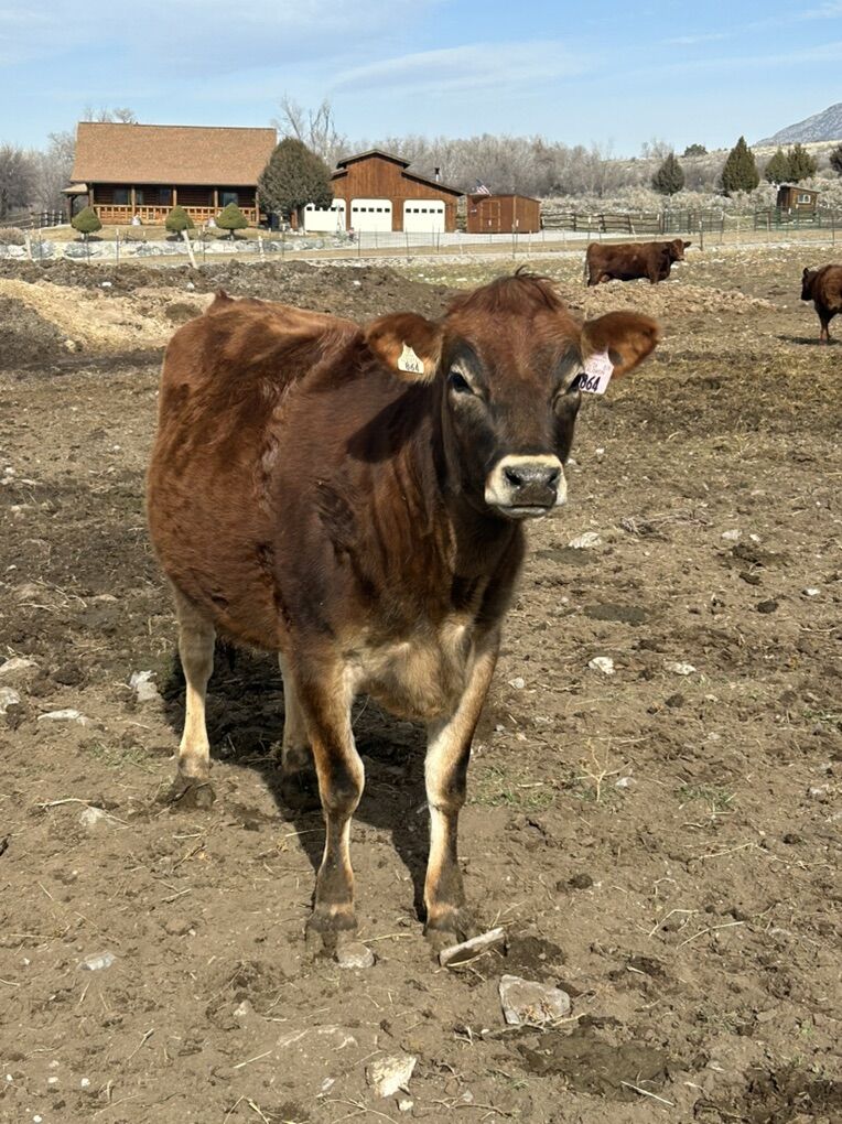 Preg A2 Jersey Heifer