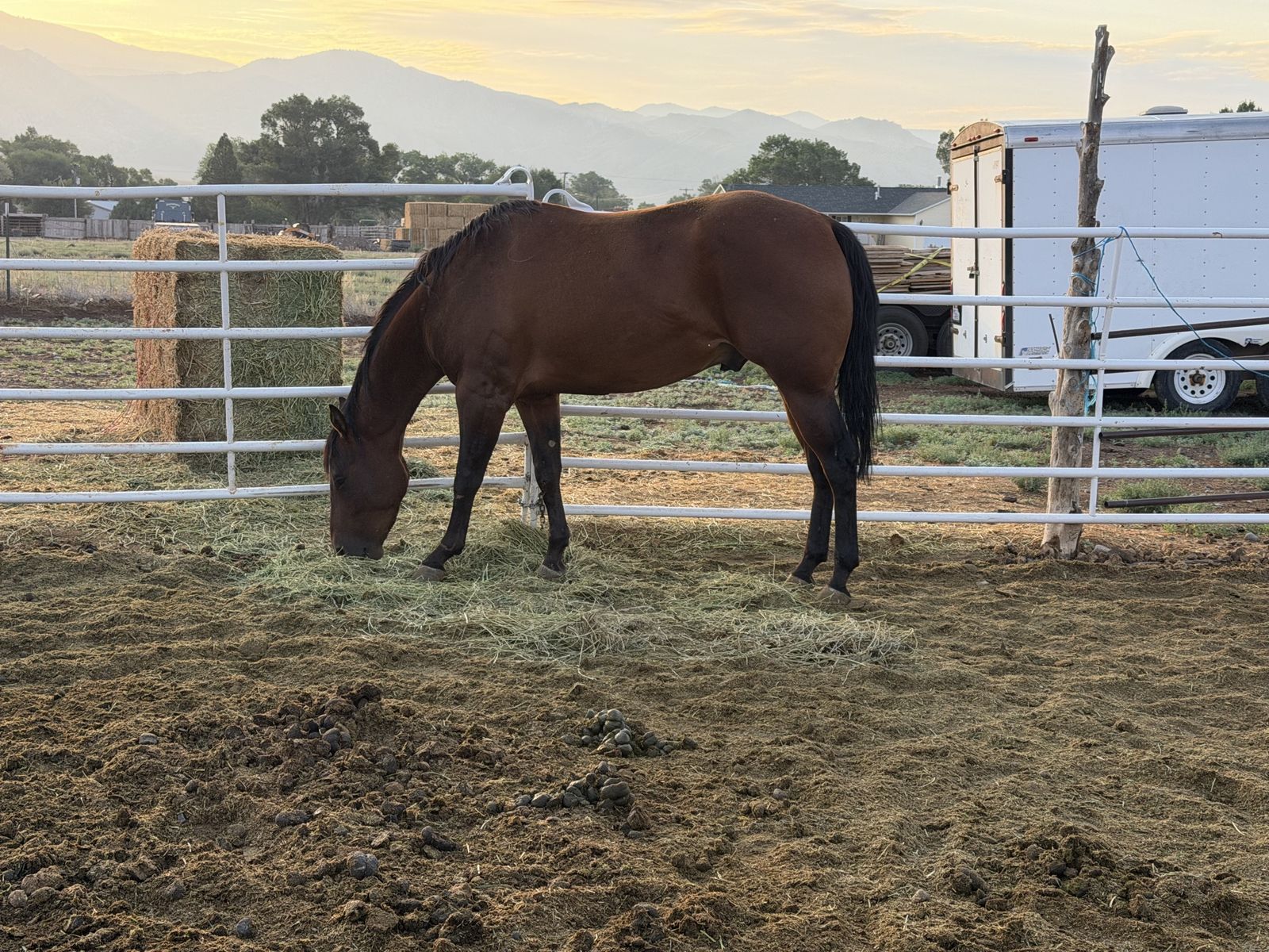 5 year old gelding grade