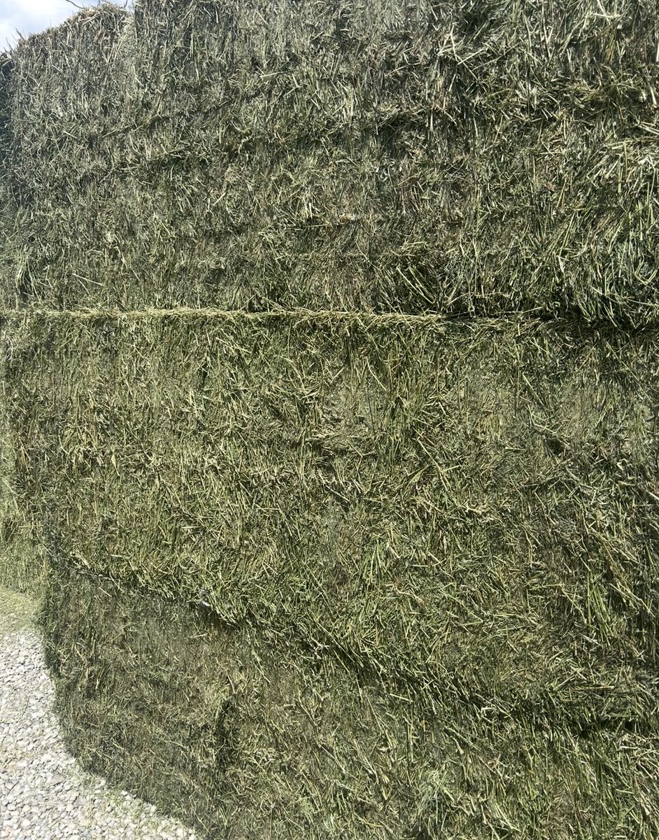 Quality 3x3x8 Grass & Alfalfa Mix Hay Bales - From Duchene, UT
