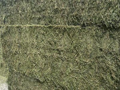 Quality 3x3x8 Grass & Alfalfa Mix Hay Bales - From Duchene, UT