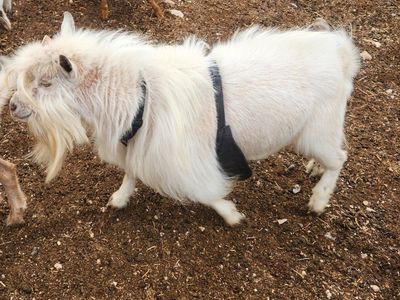 Proven Nigerian Dwarf Buck