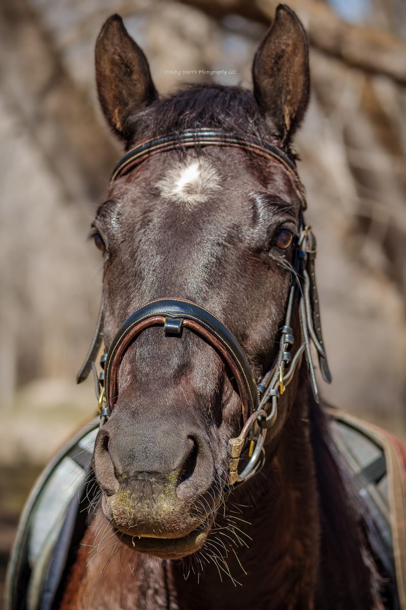 HALF LEASE OPPORTUNITY – Safe, Versatile Quarter Horse Mare! All details are included below!
