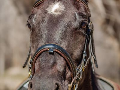 HALF LEASE OPPORTUNITY – Safe, Versatile Quarter Horse Mare! All details are included below!