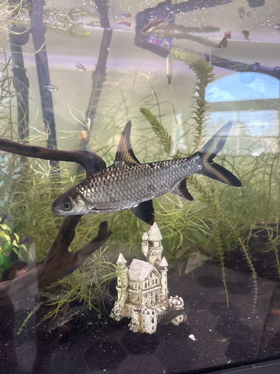 Two Bala Sharks