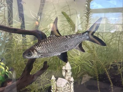 Two Bala Sharks