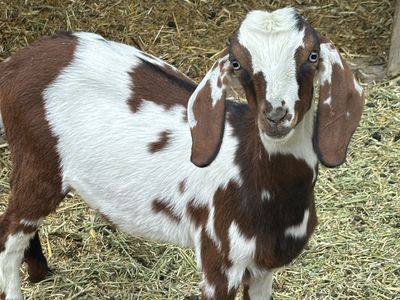 Mini Nubian boys