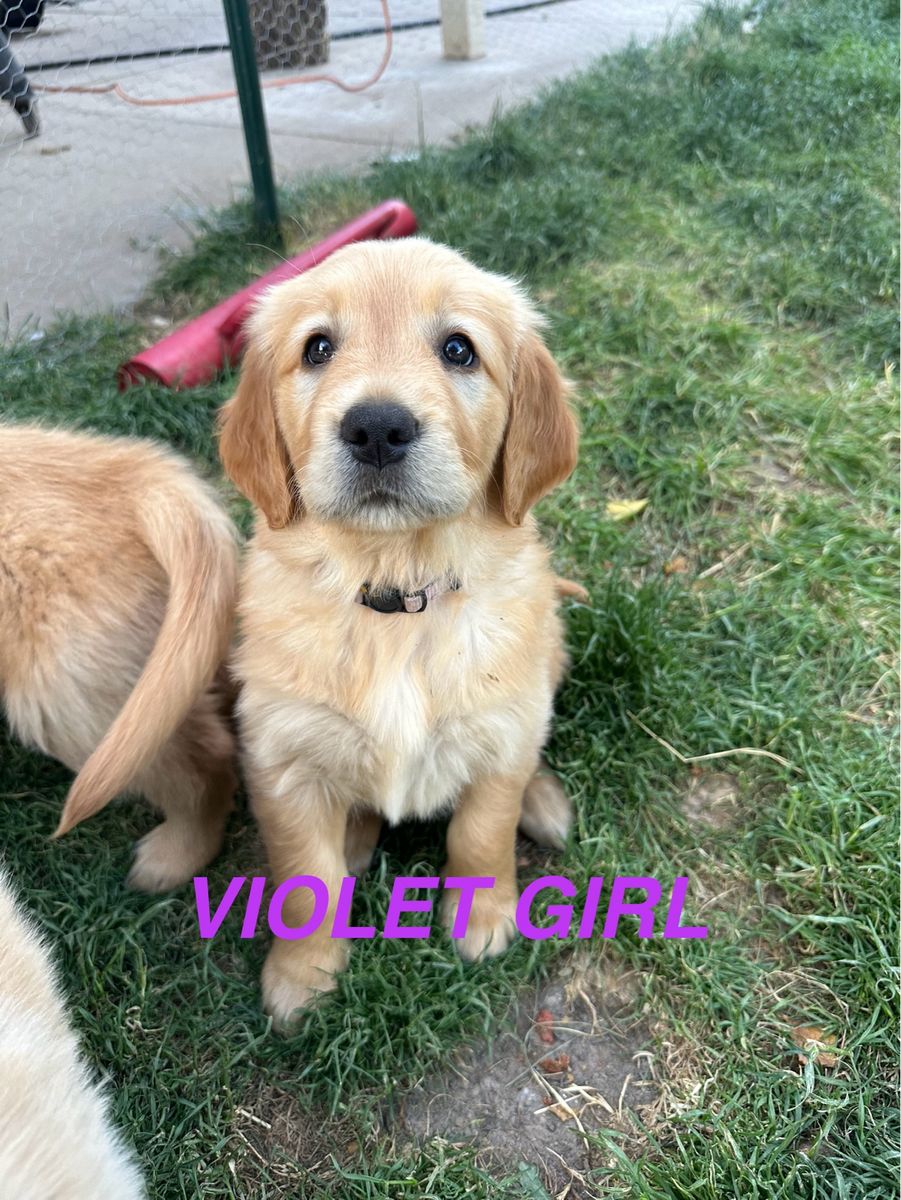 AKC Golden Retriever Puppies