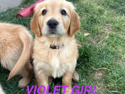 AKC Golden Retriever Puppies