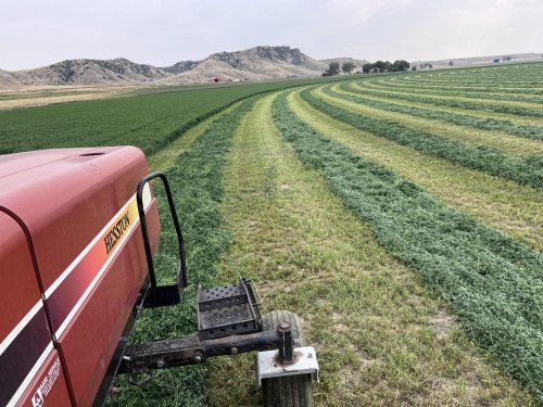 Alfalfa Hay for Sale: 170+ Tons - Alfalfa Hay 1500 Pounds 3x4x8