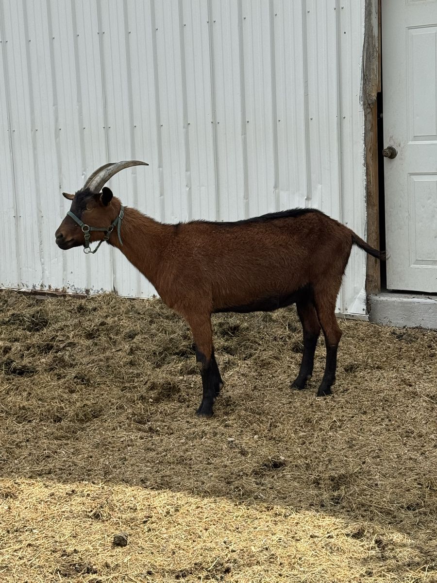 Oberhasli-Lamancha pack goat