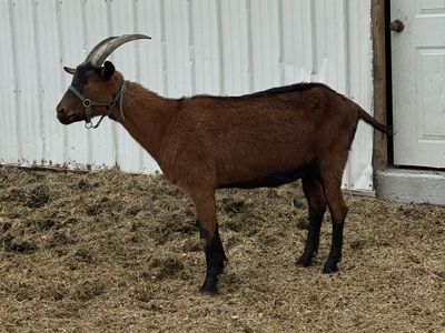 Oberhasli-Lamancha pack goat
