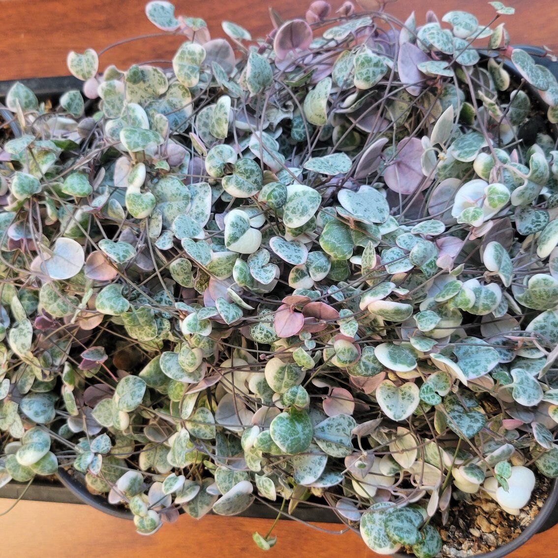 Variegated String of Hearts $30 for all 6 4" Pots