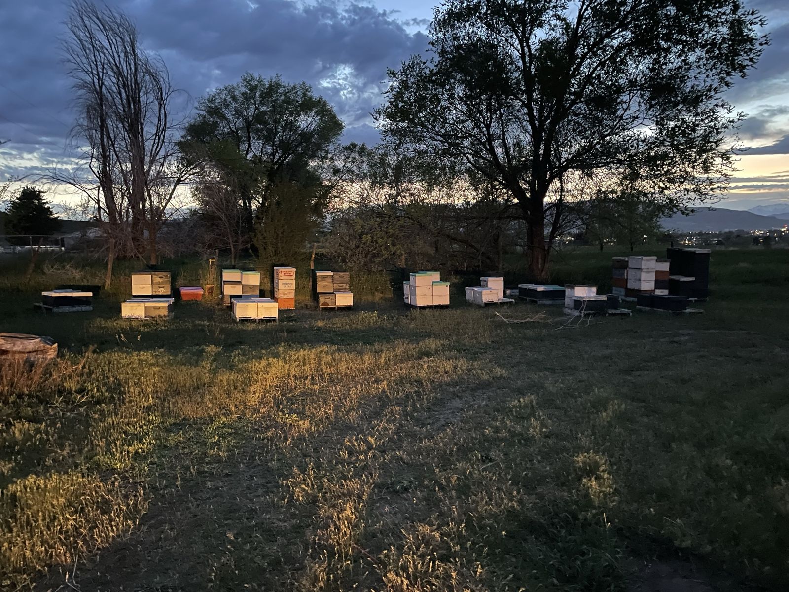 Full bee hives