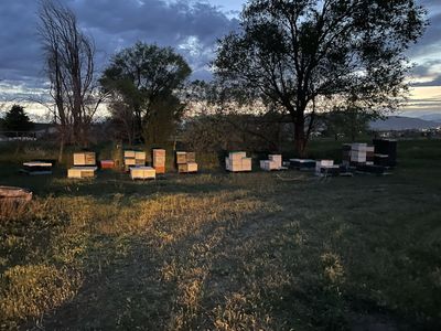 Full bee hives
