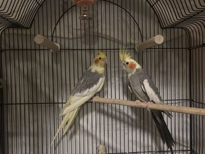 Bonded cockatiels with cage and playground