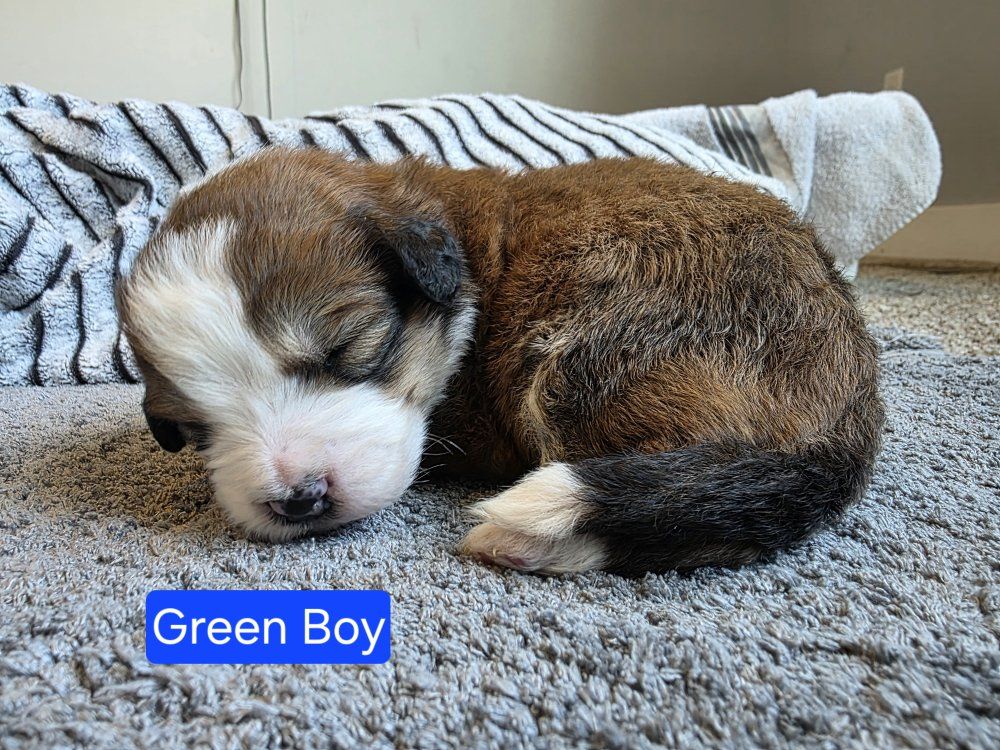 F1 Standard Bernedoodle Puppies! Beautiful Marble Dark & Light Brown Colorings!  Happy to send videos!