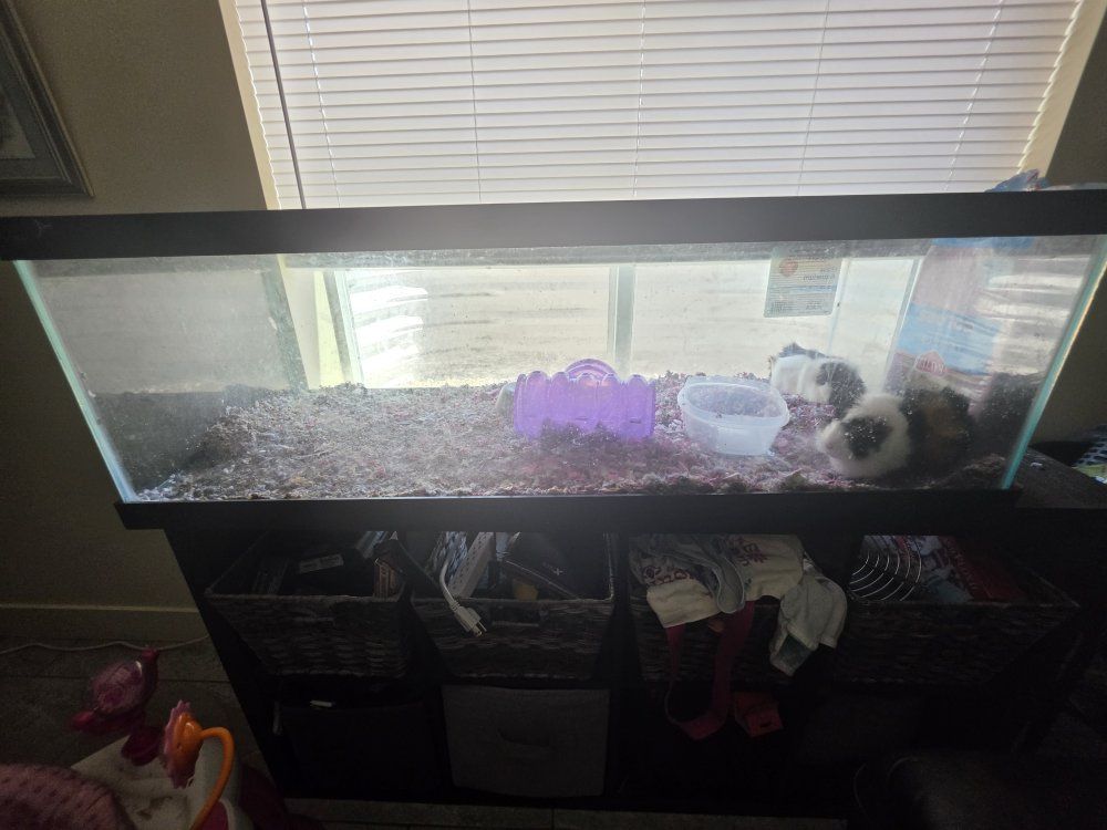 Meet Cookie & Cream — The Sweetest Bonded Pair Looking for Their Next Spoiled Home- all supplies included