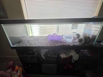 Meet Cookie & Cream — The Sweetest Bonded Pair Looking for Their Next Spoiled Home- all supplies included
