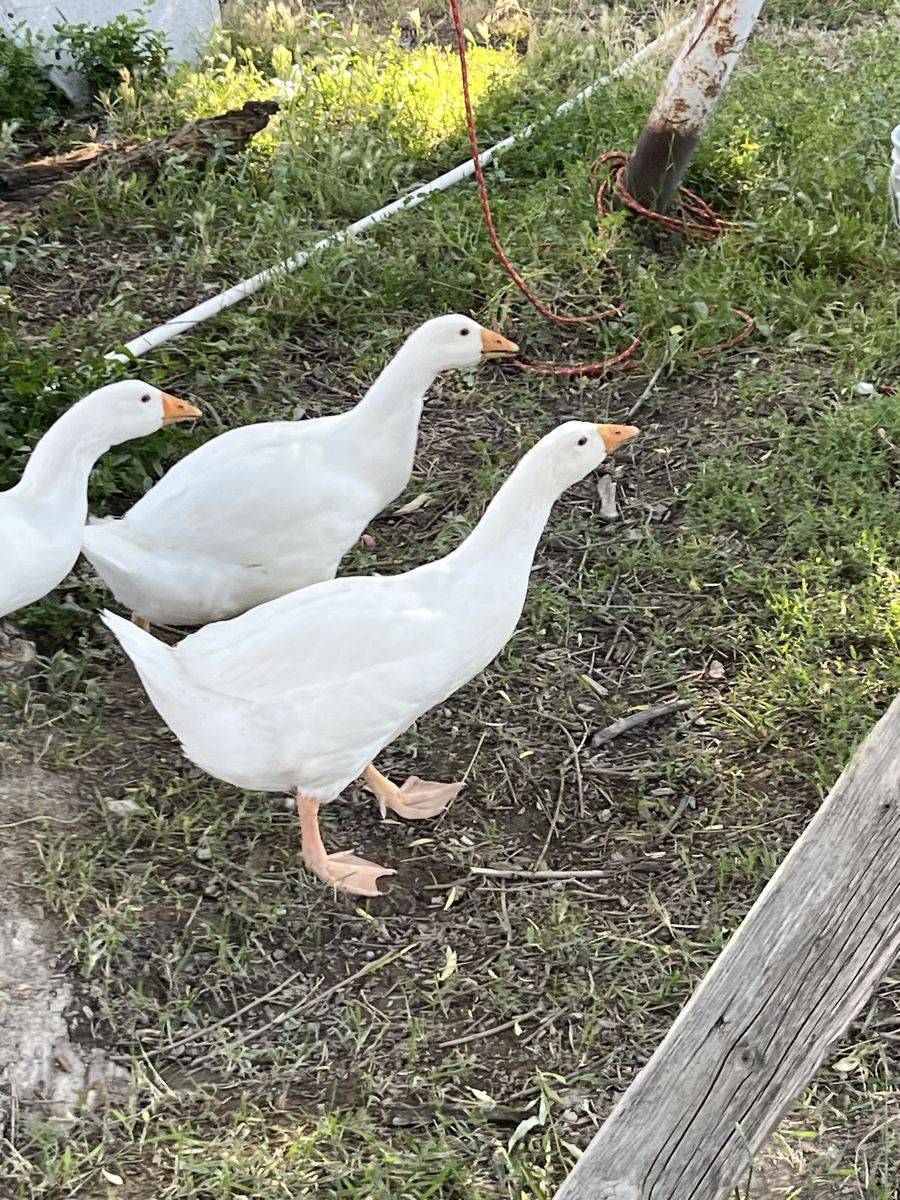 Emden Goose