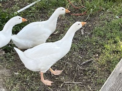 Emden Goose