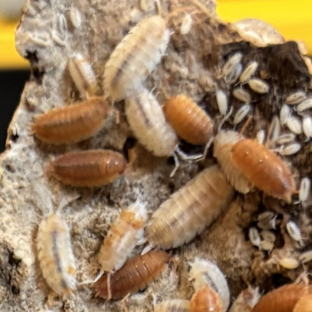 Isopods Orange Dalmation (100 Count)