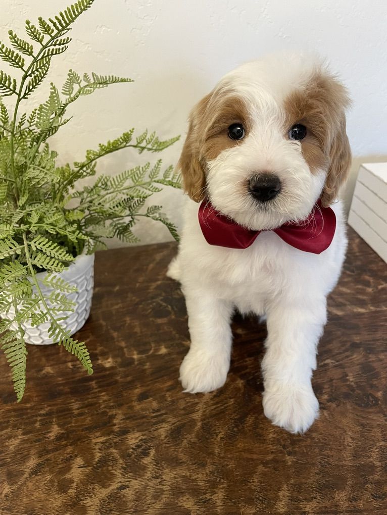 Mini Goldendoodle Boy, Ready Now