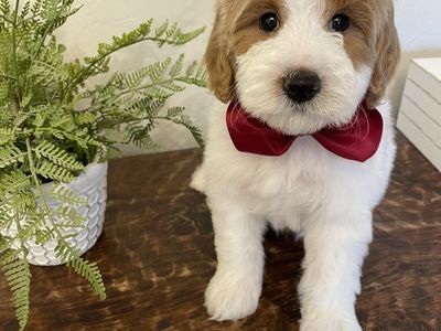 Mini Goldendoodle Boy, Ready Now
