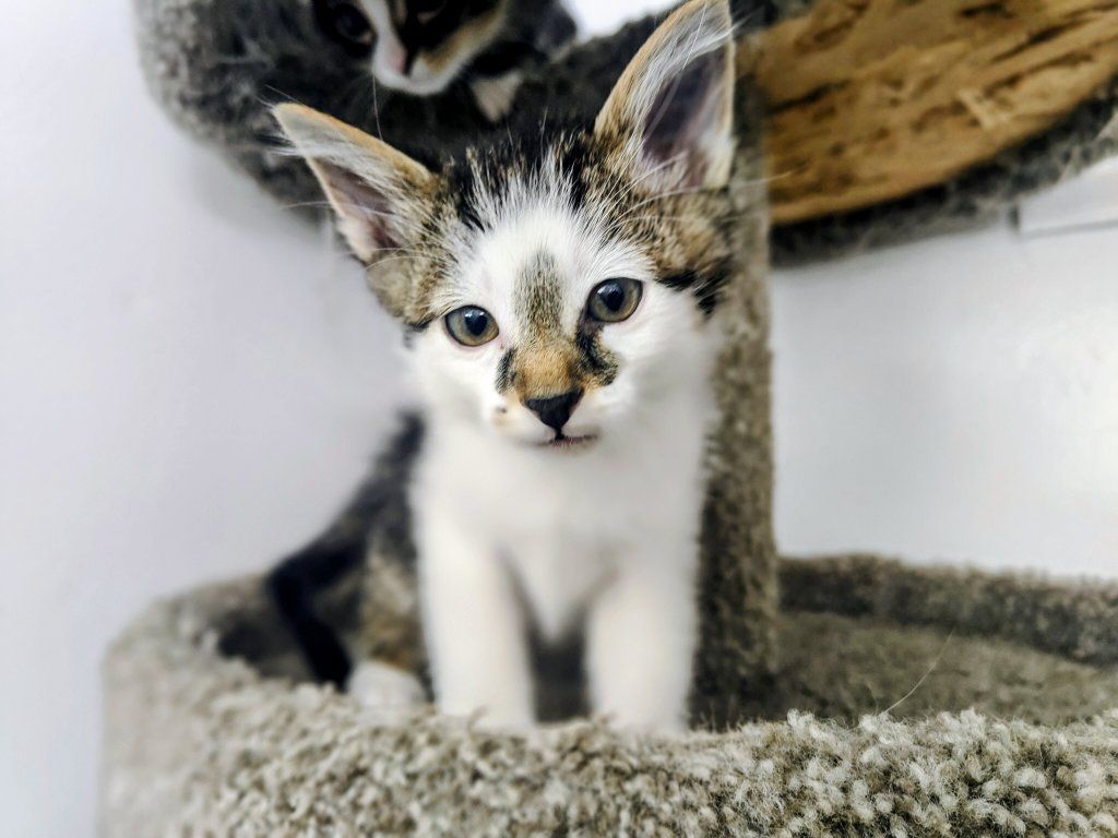 kittens