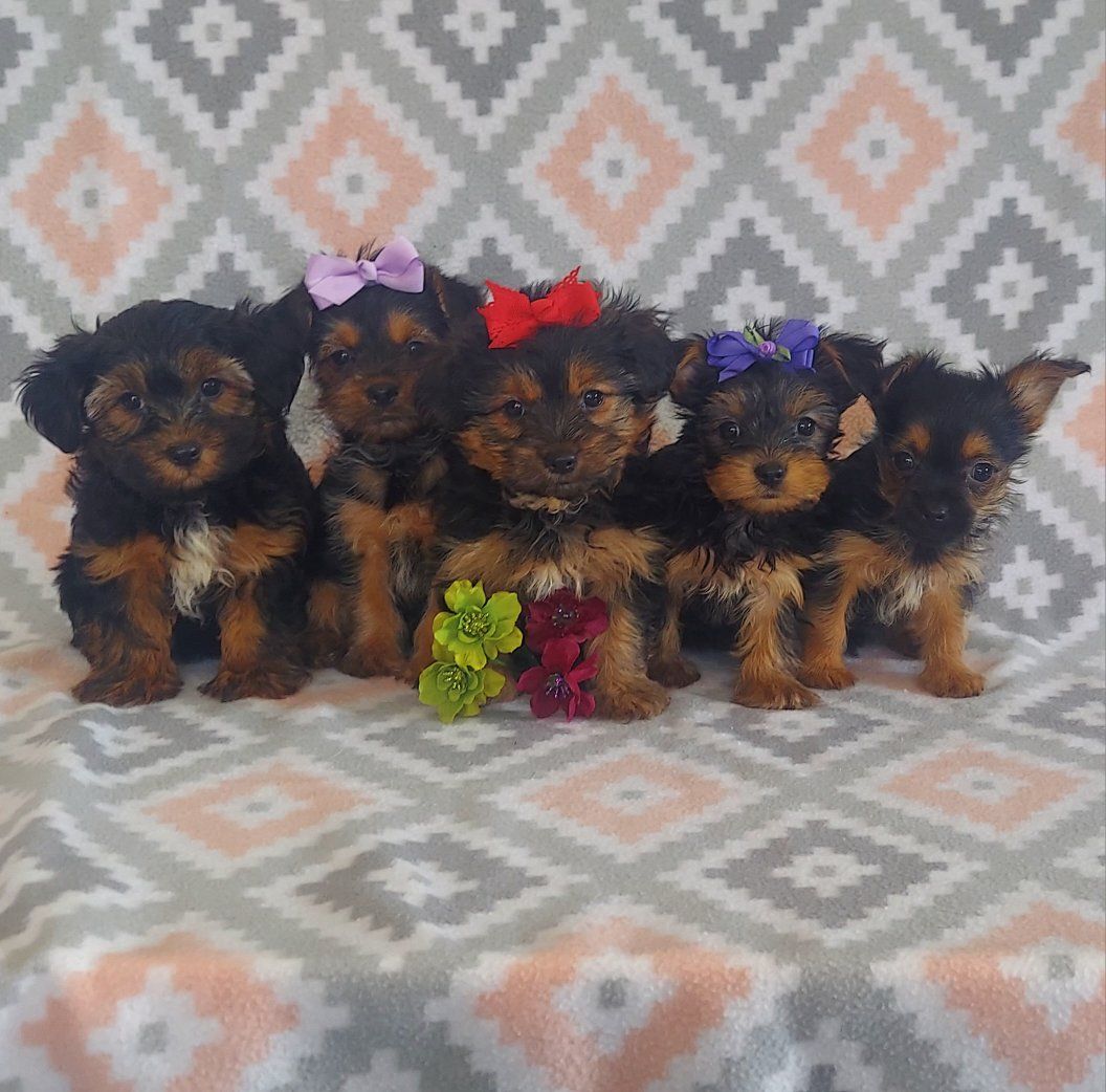 Sweet Yorkshire Terrier Puppies