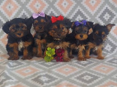 Sweet Yorkshire Terrier Puppies