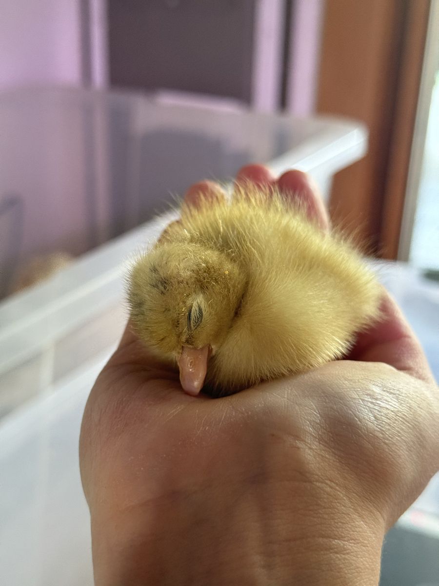 White show call ducklings