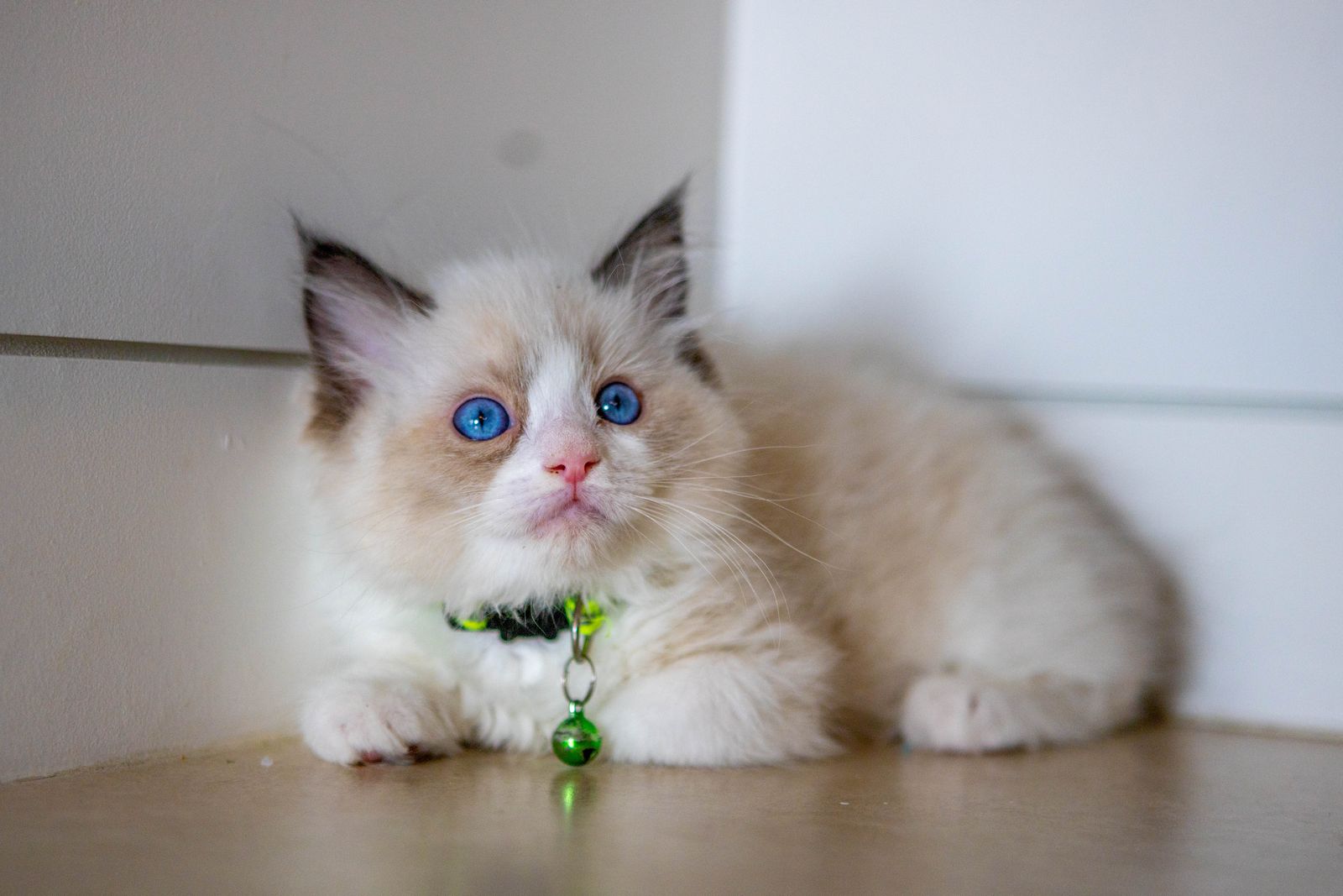 PUREBRED BICOLOR RAGDOLLS-REDUCED!
