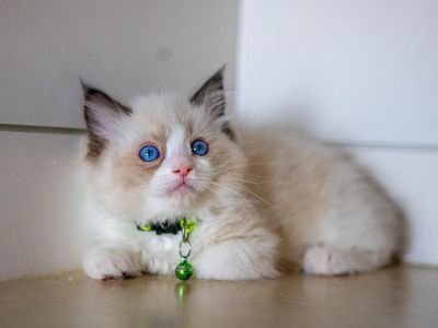 PUREBRED BICOLOR RAGDOLLS-REDUCED!