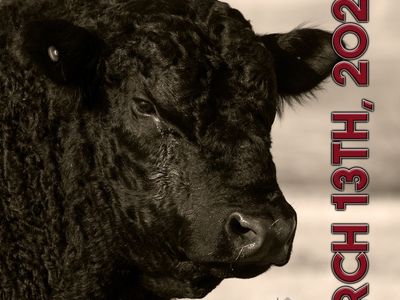 21st Annual Quest of the West Cattle Sale