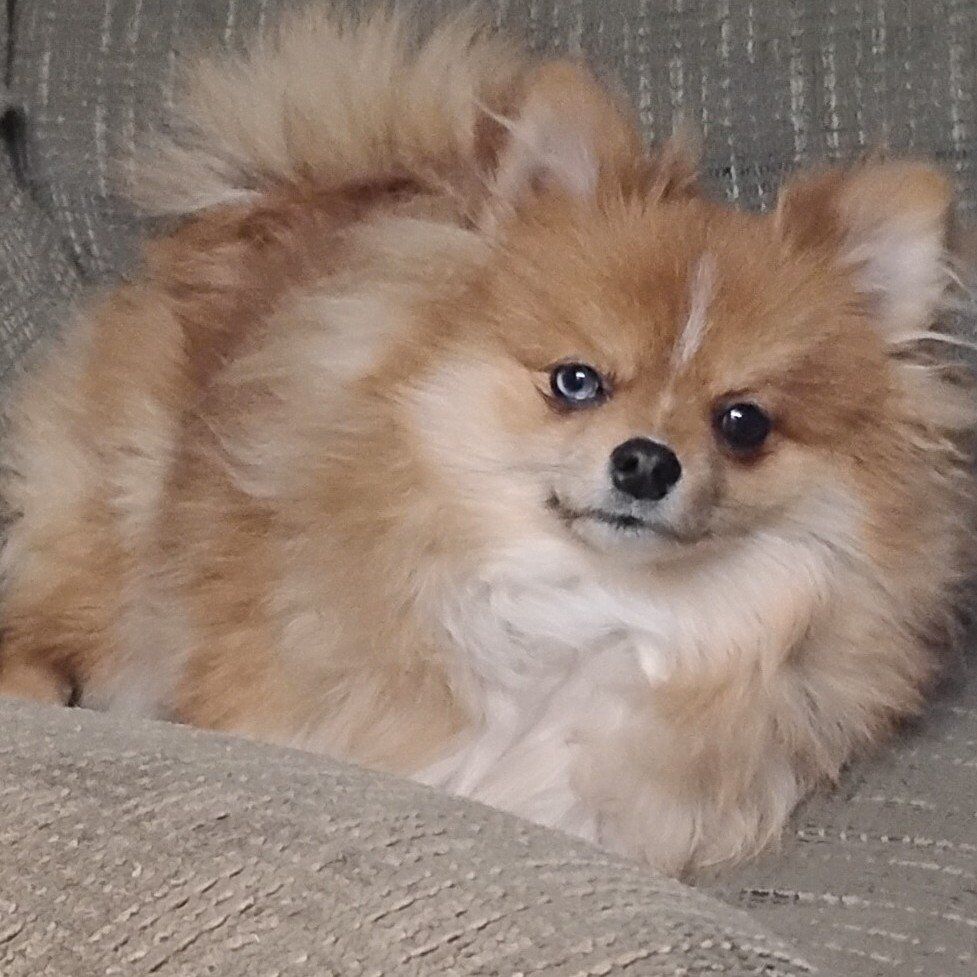 AKC Registered Female Pomeraniann
