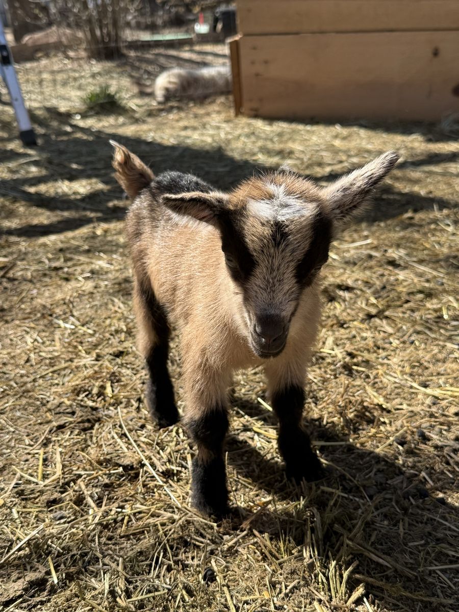 Nigerian Dwarf Buckling