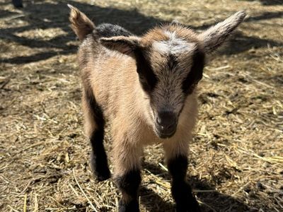 Nigerian Dwarf Buckling