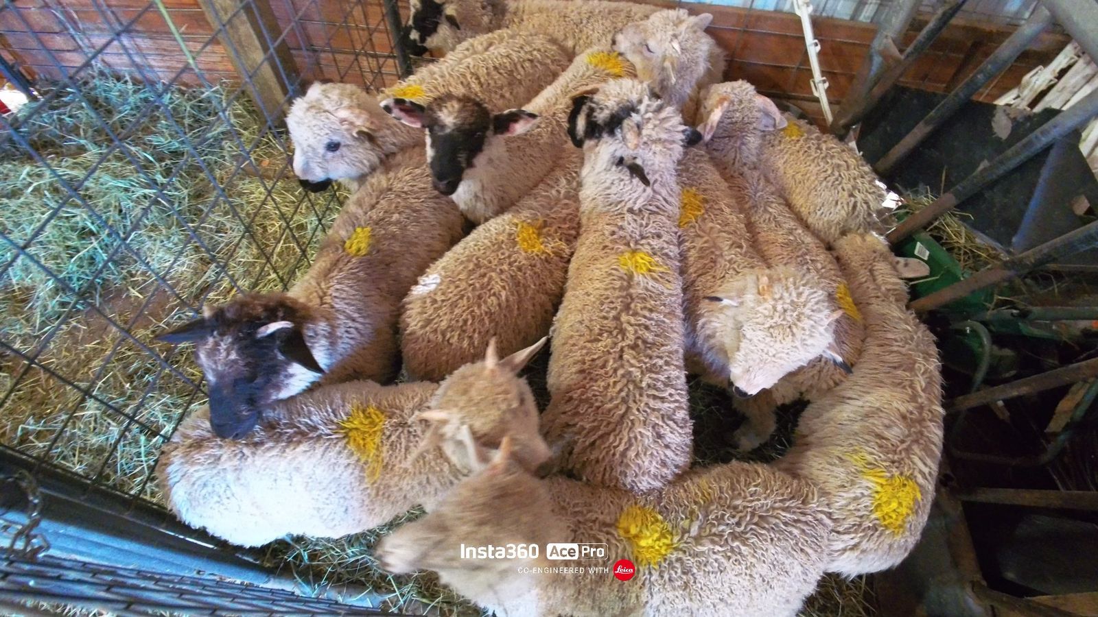 Valais Cross Weaned Lambs