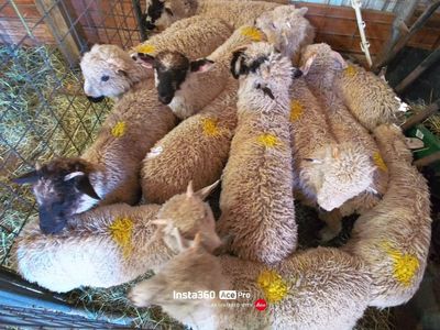 Valais Cross Weaned Lambs