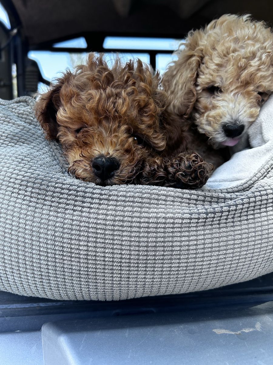 Purebred Toy Poodles Apricot & Red