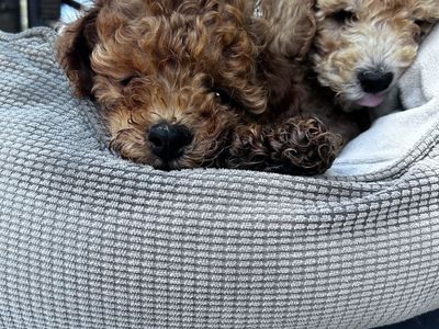 Purebred Toy Poodles Apricot & Red
