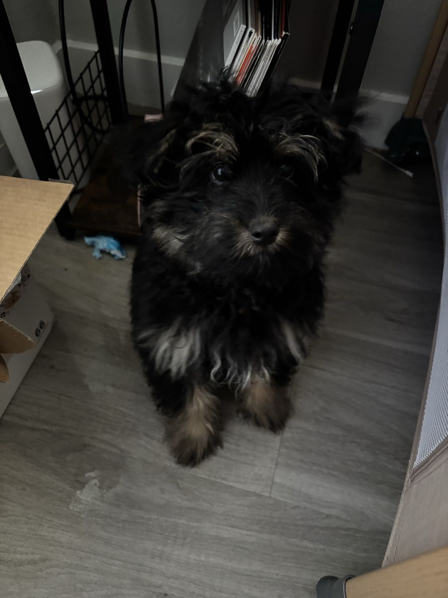 Puppy