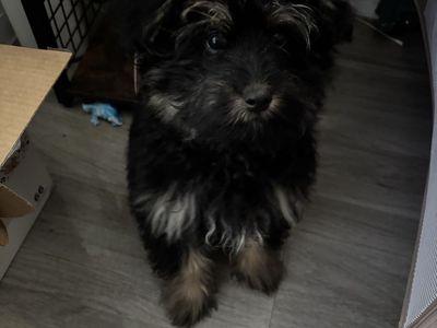Puppy