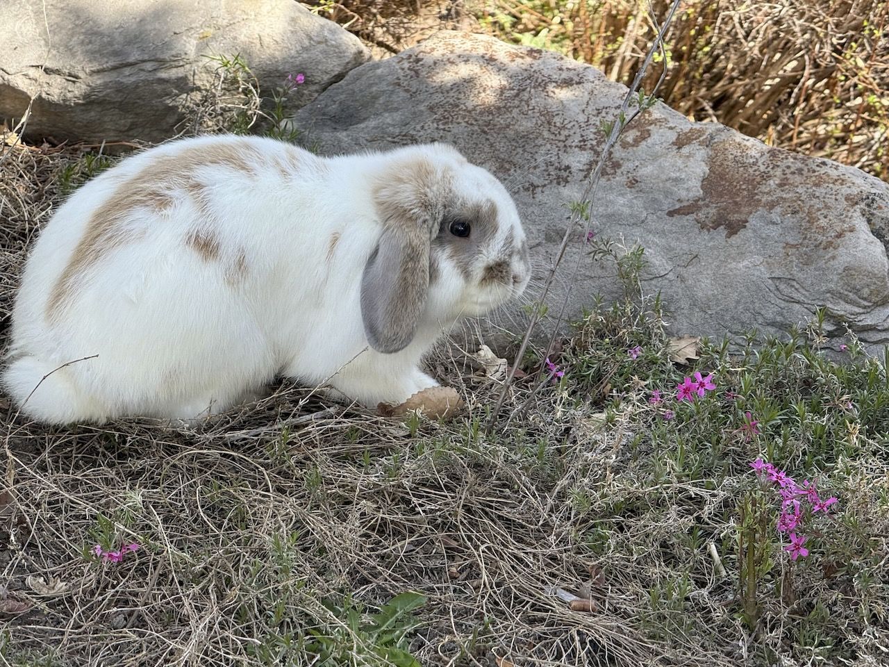 Three adult holland lop bunnies
