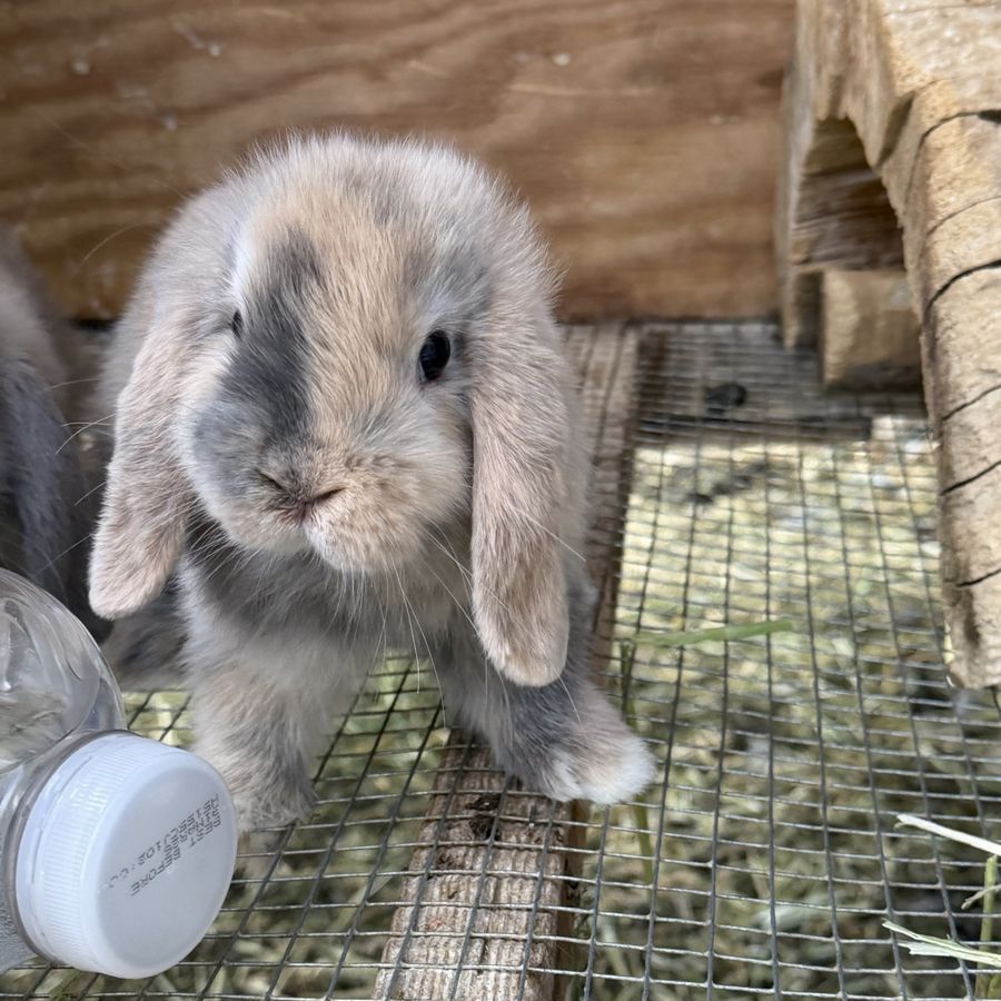Holland Lop Buck *CAN MEET ON THE WAY TO SALT LAKE 7/17*